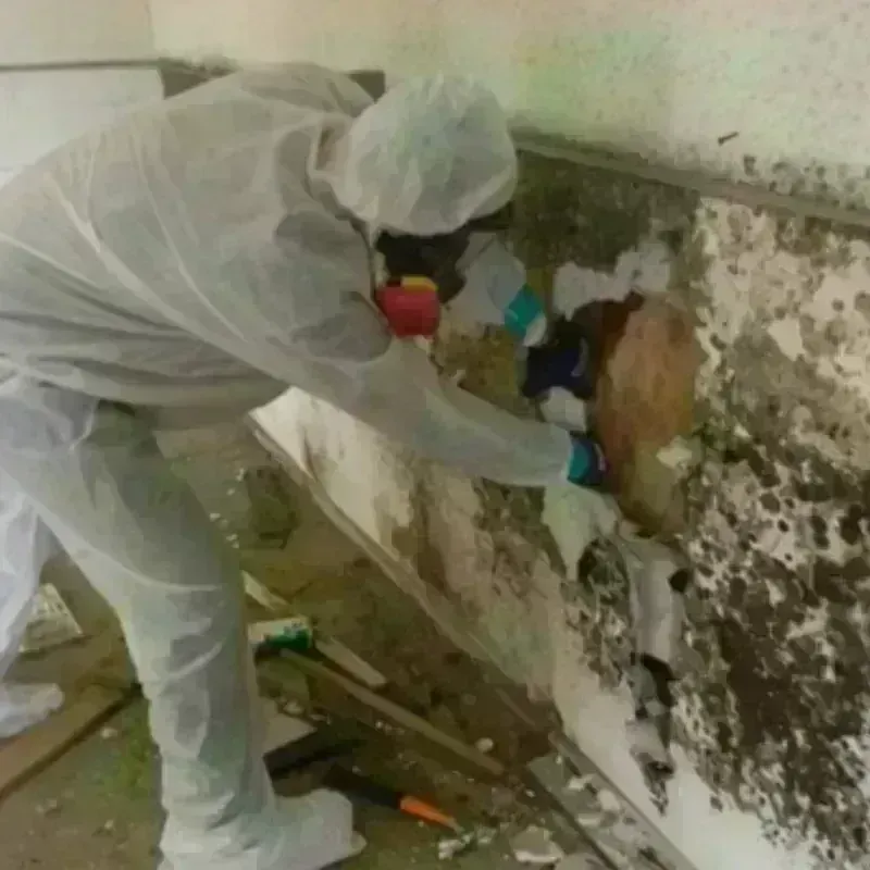 Mold Remediation and Removal in Plymouth County, IA